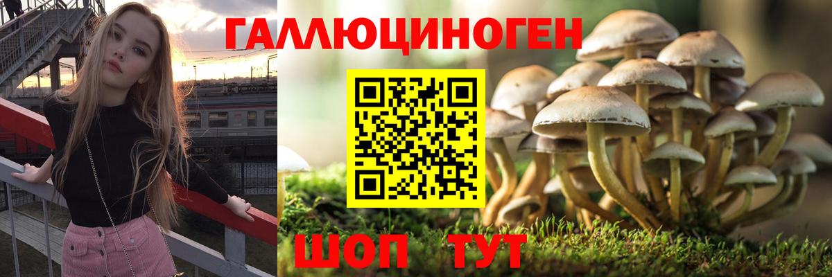 Галлюциногенные грибы Psilocybine cubensis  Вход с VPN  Псилоцибиновые грибы Cubensis  Великий Устюг 